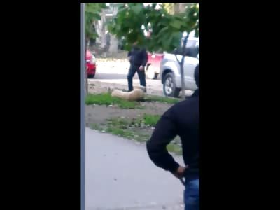 Police are Forced to Shoot and Kill a Rabbid Dog......:-(