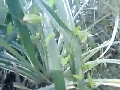 Forbidden Couple is Caught Fucking in the Woods and Run Away from Cameraman