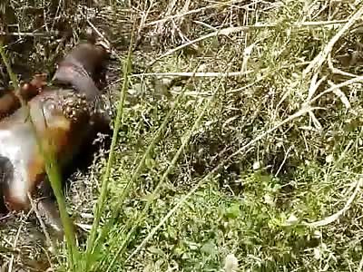 Decomposed Body Found in Woods Decaying and Being Eaten