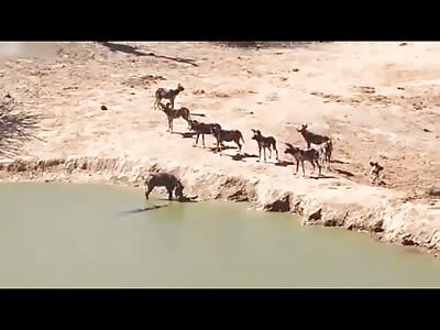 Wild Boar is Cornered by Wild Dogs...but is Killed by a Bigger More Violent Enemy