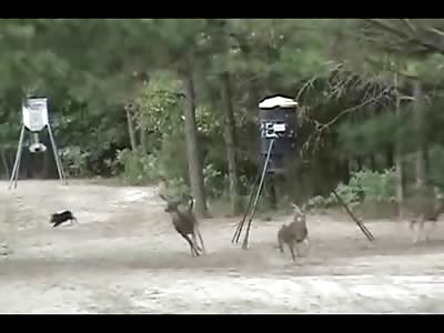 Amazing Hunter only Uses 2 shots and Makes 4 Kills