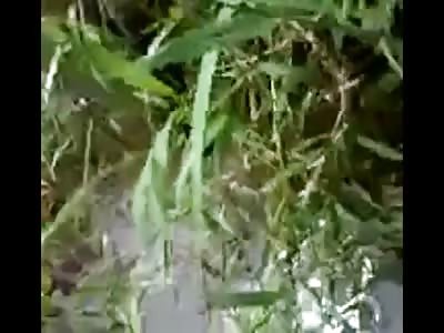 Epic Rescue of a Dog being Eaten Alive by a Giant Snake