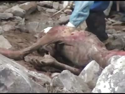 Rotting Body Found Washed up on the Rocks