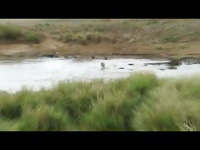 Zebra unknowingly Walks Directly into Lions Den ... Quickly Has Second Thoughts