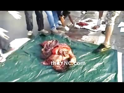 COMPLETE Mess of a Man after Being Crushed by Tractor, Flattened to the Pavement 