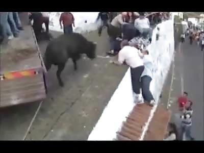 Man and Bull Fall off Bridge......Guy Lands Head First Cracking his Head Open on the Pavement