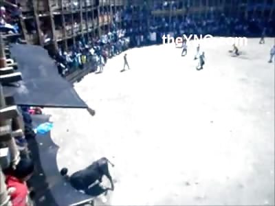 Bull Won't Stop .. Goes in on this Guy Like You've Never Seen Before, Goring Galore