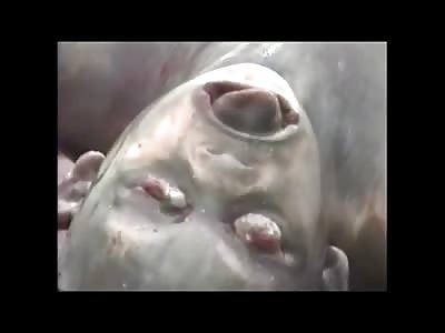 Disgusting Putrefied Naked Woman with a Running Nose is Pulled from the Water in Rigor Position 