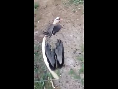 Strange Tribe Preparing Monkey for an Evening Dinner is Absolutely Disgustingly Bizarre