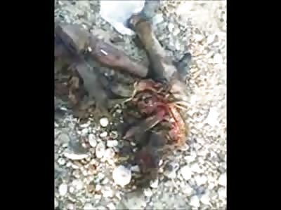 Nothing Like Using the Head of your Enemy as a Hood Ornament 