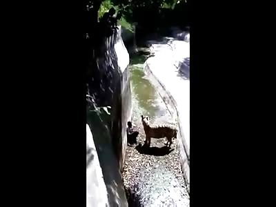 Kitty Just Wants to Play: New Better to See Video of White Tiger Attacking Young Boy (Attack was Fatal)