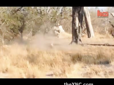 Leopard Waiting in the Wings Leaps from Tree to Kill its Prey 