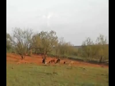 Hunters using Dynamite to Hunt Feral Pigs to Control the Population 