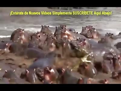 And There I was..Surrounded by Hippo's. Crocodile is in the WRONG Place at the WRONG Time 