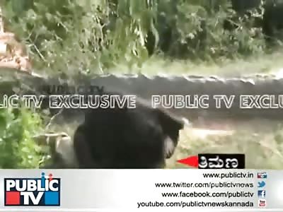 Absolutely Incredible Video Shows a Farmer Mauled to Death by a Bear (Gruesome Aftermath Included)