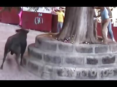 HAD ENOUGH! Bull Runs Head First into Wall Killing Himself 