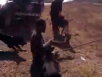 Police let dogs bite man