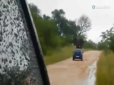 Elephant Attacks Car Tourists in South Africa