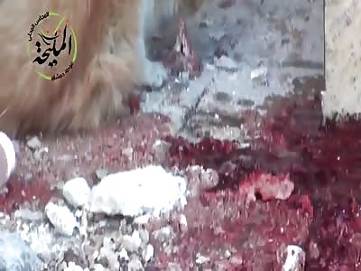  Syrian Cat Eating Pieces of a Human Brain