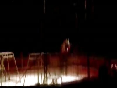 Huge Tiger  Attacks Trainer