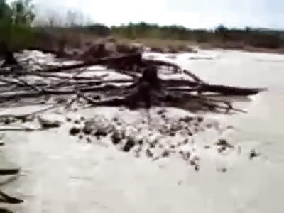 Real Mermaid Found Dead