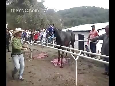 Horse is Euthanized after Accident during Horse Race  