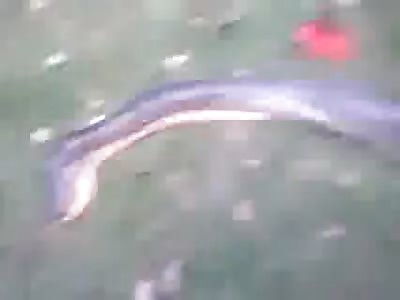 Pit Bull Removed From Python's Stomach