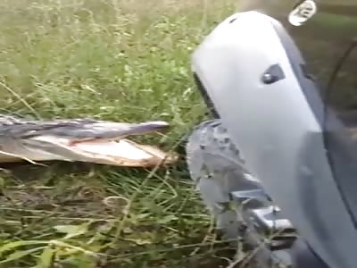 crocodile vs car
