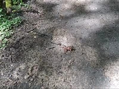 Stars of the YNC #97