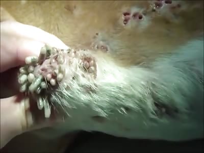 Stars of the YNC #102a