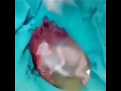 Stars of the YNC #24