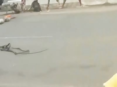 Pitbull Attacks Horse But Ends up Killed