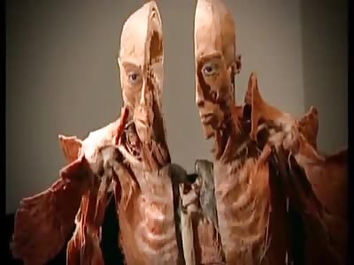 BODY WORLDS: The Plastination Technique