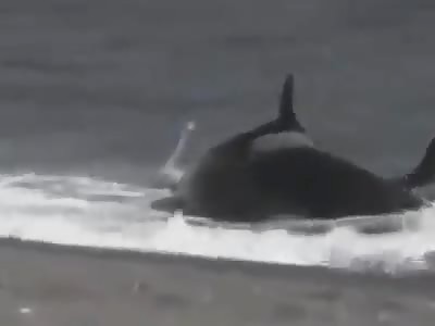 INCREDIBLE! FISH MAN COME ON THE BEACH!