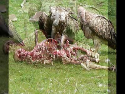 Ambient Gore Music 2