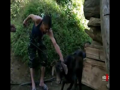 Goat is used as a test dummy for Beheading