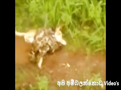 THE EMBRACE OF DEATH