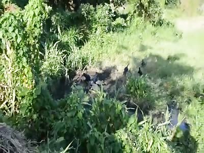 BLACK VULTURES DEVOURING A HUMAN BODY IN DECOMPOSITION