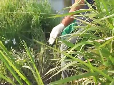 MAN'S BODY IS FOUND FLOATING IN A POND 