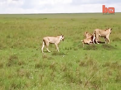  Lion with a nicely flesh wound