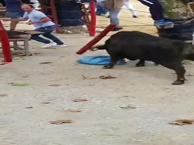 70 years old man gored and killed in bullfight (another operator)