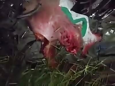 Accident: Car when leaving a farm gets in the way of a truck. BODIES DESTROYED