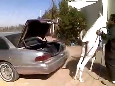 how to put a camel in a car?