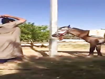 Man wearing a dress beats a horse to death