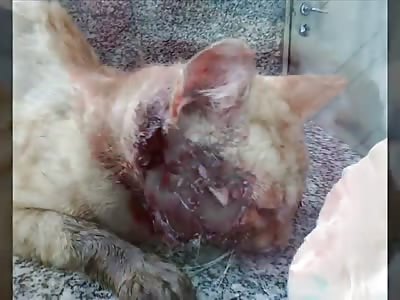 Infested Face Wound!