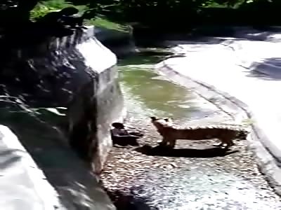 White tiger mauls 22-year-old man to death in Delhi Zoo