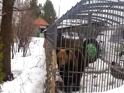 Bear Bites Man's Hands Off