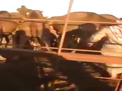 Man Washes his Face with and Drinks Camel Piss 