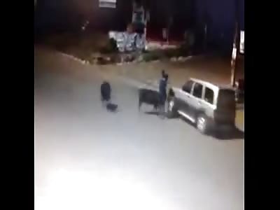 Thieves Steal Cow Forcing it into the Back of Their Car   