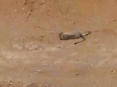 *GRAPHIC* TWO MONKEYS PIERCED BY AN ARROW